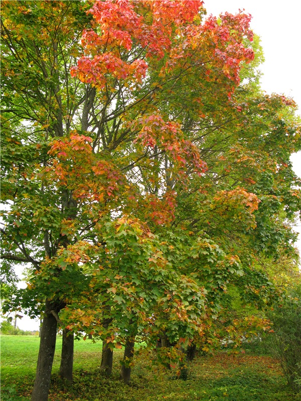 Осенний блюз — Куклы Heidi Plusczok (Хайди/Хейди Плюсчок) — фото (фото 4)