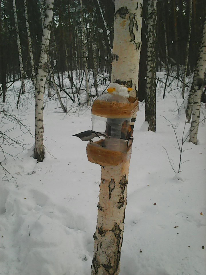 Интересное наблюдение за птицами у кормушки