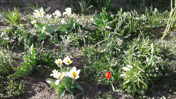 Природа Пскова: из весны в лето (фото 8)