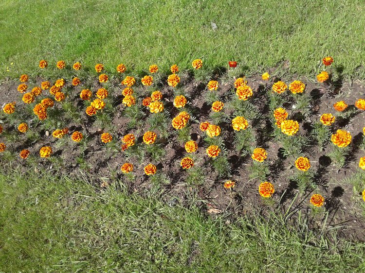 Псков: из лета в лето. Прогулки по городу и куклы