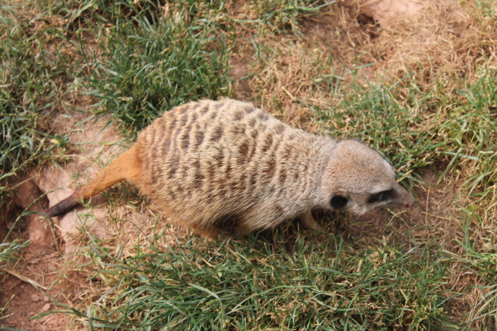 По Германии: зоопарк Лейпцига, часть 3