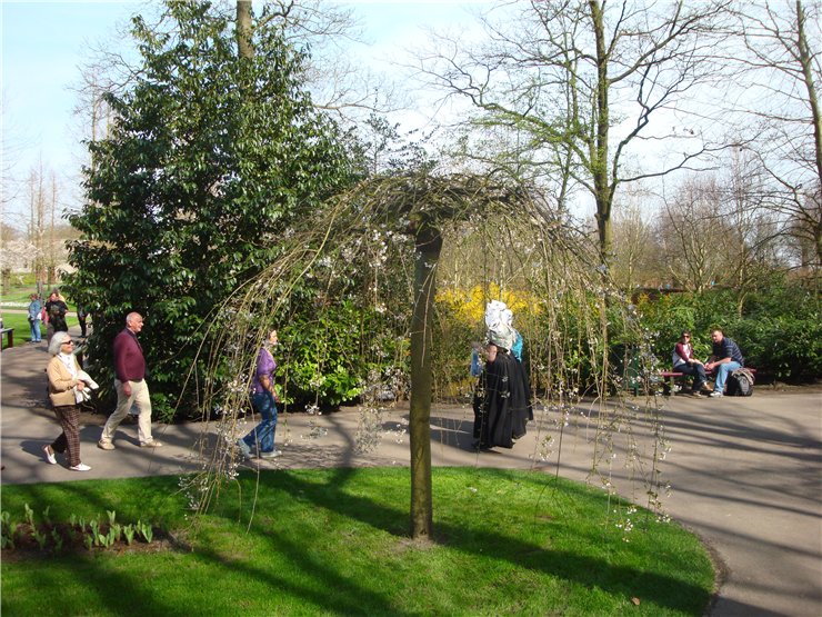 Парк цветов в Кеукенхоф (Keukenhof) в Нидерландах (Голландия)