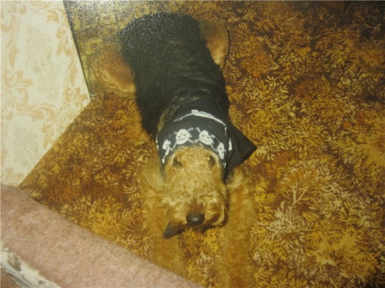 По мотивам "Варежки" — Другие хобби и увлечения: сад