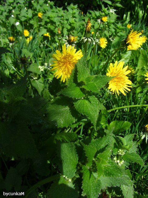 После дождичка в четверг — Болталка и разговоры обо всем: жизнь (фото 5)