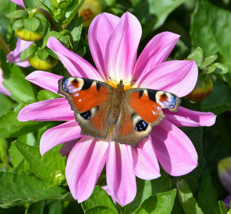 Охота на бабочек — Болталка и разговоры обо всем: жизнь (фото 8)