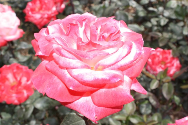 Выставка роз в Сеуле — Туризм и путешествия: фотоотчеты из поездок