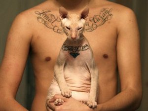 Кошачий позитив — Интересное и необычное: фотоподборки
