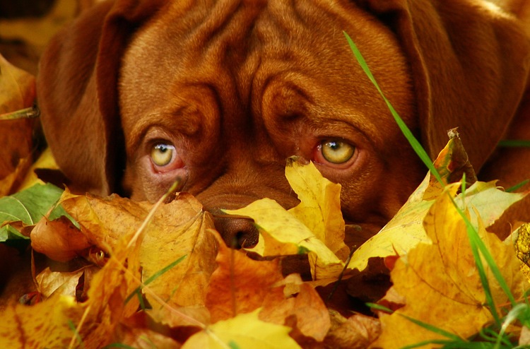 Субботний позитив! Фотографии с осенними животными! Осенняя котоматрица | Бэйбики Субботний позитив! Фотографии с осенними животными! Осенняя котоматрица