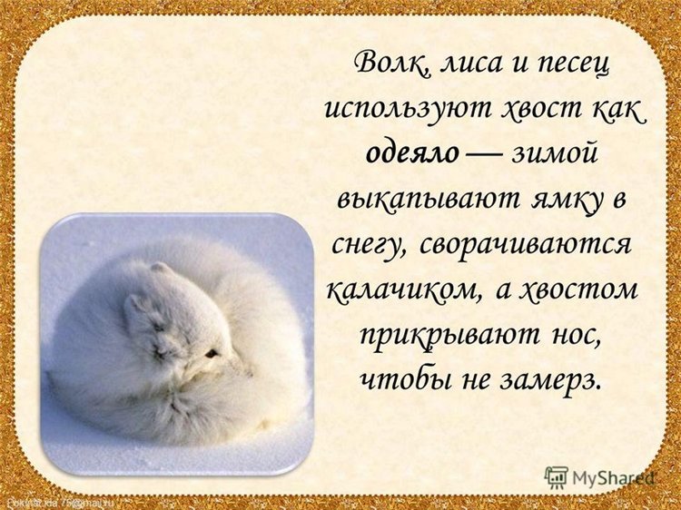 Когда я буду именинник, куплю я хвостик за полтинник. Мне продавец измерит рост и подберет по росту хвост (фото 4)