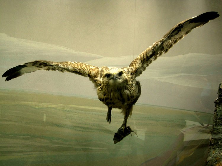 День в музее. Анжела в Государственном Дарвиновском музее