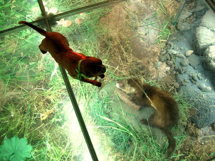 День в музее. Анжела в Государственном Дарвиновском музее