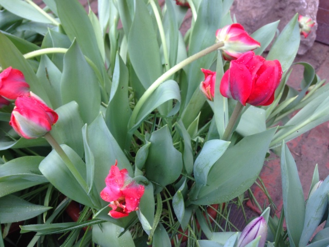 Фотосессия куклы ГДР Косолапки в Аптекарском огороде