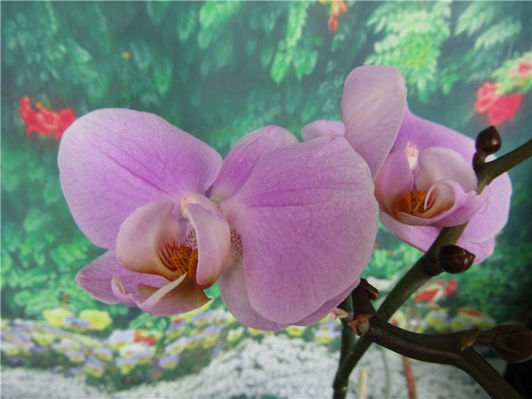 Чиста и прекрасна душа орхидеи. Антикварная кукла Арманд Марсель