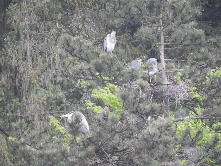 Любителям птиц. Серая цапля Словении