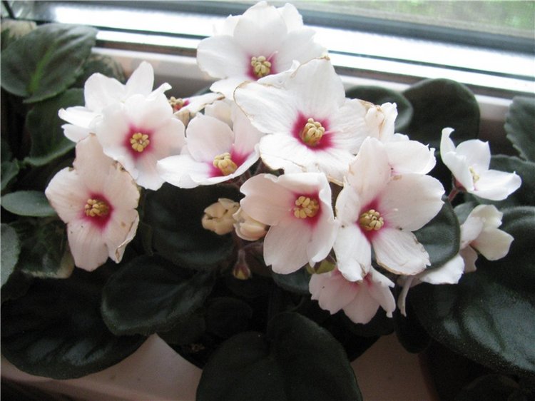 Моя Адора Фиалка — Куклы Adora (Адора): коллекционные виниловые (фото 3)