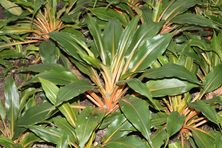 По Германии: зоопарк Лейпцига, часть 2