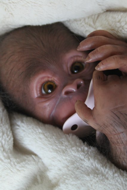Обезьянка Bindi кукла реборн Элины Кудрявцевой