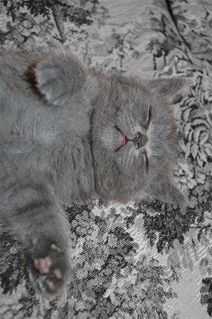 Серый кот. Вихтели Schildkroet (фото 5)