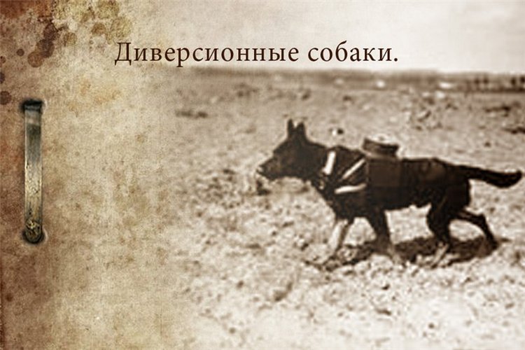 Собаки-бойцы, герои Великой Отечественной войны (фото 10)