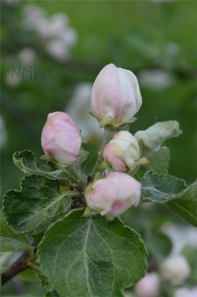 Снова яблони цветут...Lina Rot от Kaethe Kruse