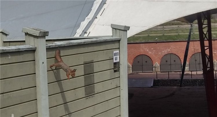 Дрюшка-путешественник! Весенние каникулы Финляндия, май