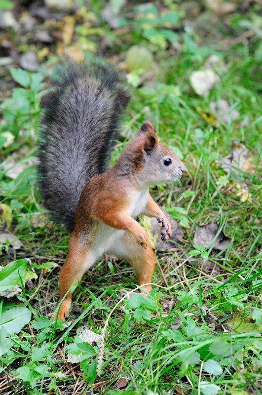 Люблю я пышное природы увяданье