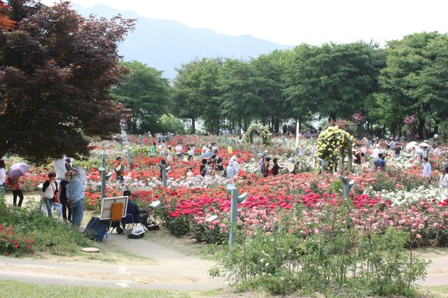 Выставка роз в Сеуле — Туризм и путешествия: фотоотчеты из поездок (фото 6)