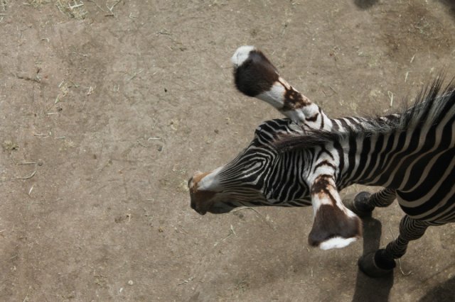 Сказка о Мишеле, BJD часть 2