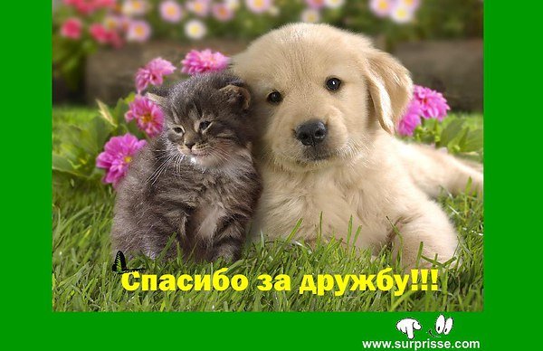 Спасибо за дружбу! Спасибо за праздник (фото 4)