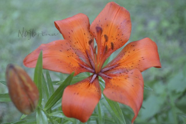 Яркие краски. Вихтели Rosemarie Anna Muller