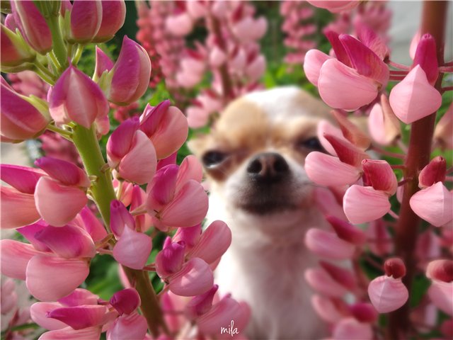 Игрушки для кукол. Зверята от Милы