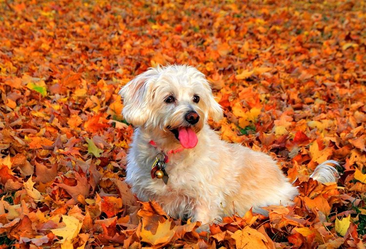 Красотка-осень — Болталка и разговоры обо всем: жизнь (фото 3)