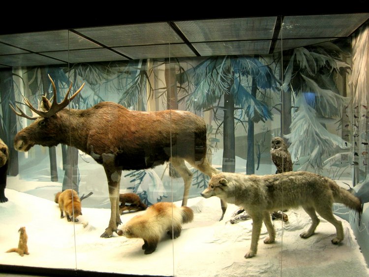 День в музее. Анжела в Государственном Дарвиновском музее