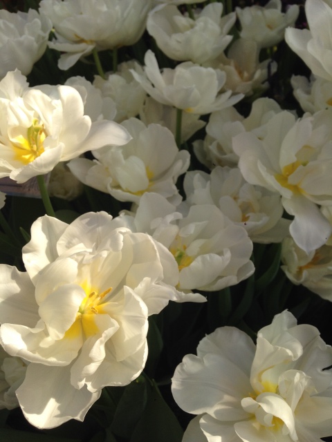 Прогулка Эмили в аптекарском огороде. H. Maciak | Бэйбики Прогулка Эмили в аптекарском огороде. H. Maciak