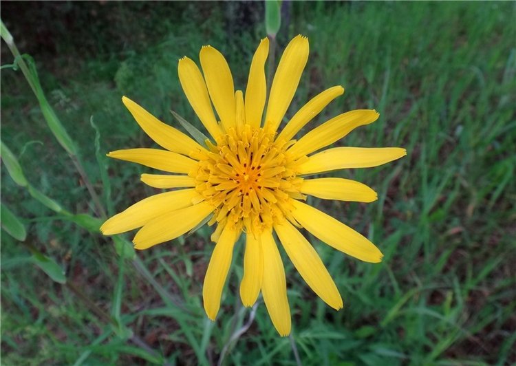 Китти и Гретхен на Орше — Куклы Gabriele Muller (Габриэле Мюллер): немецкий фарфор