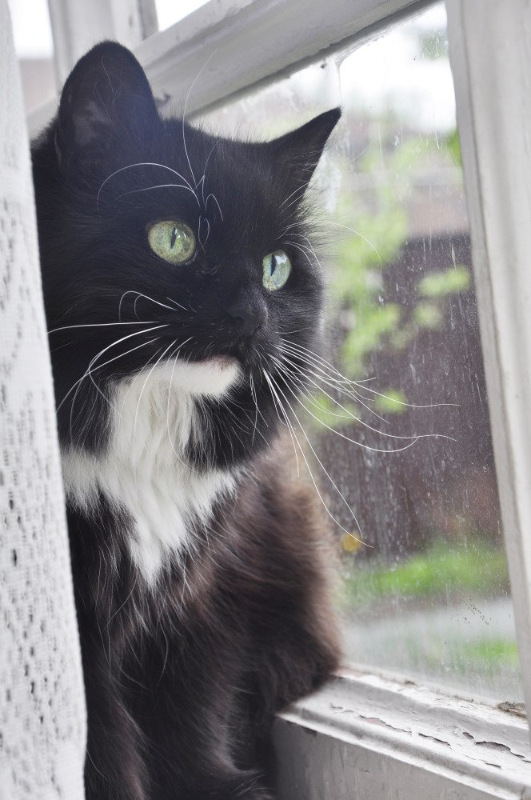 Отчёт за май и всё лето — Авторские мишки Тедди и друзья: фото