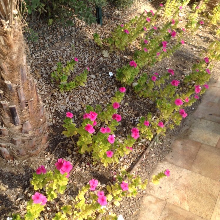 Белое солнце пустыни. Ч.1 Дорога к морю