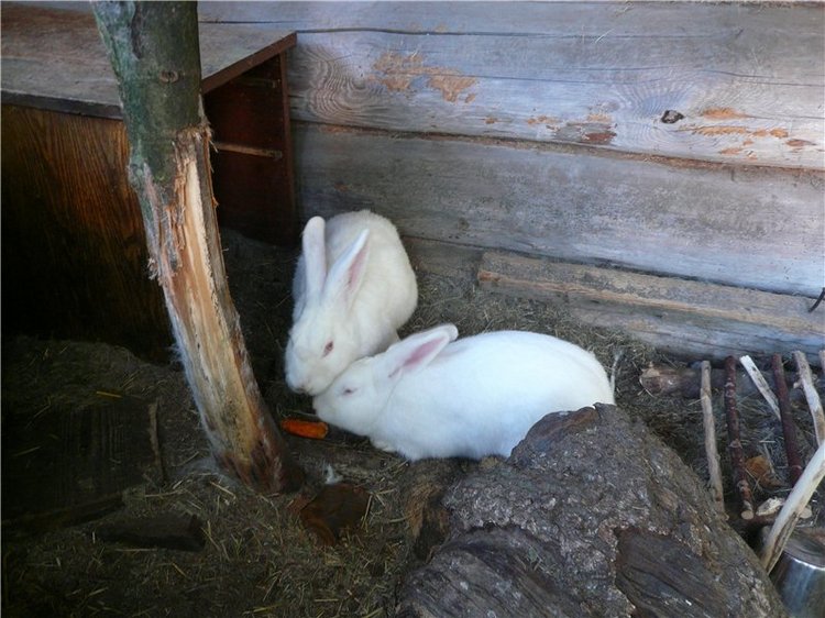 Давайте знакомиться! Мусенька - Realpuki Kaka Basic;)