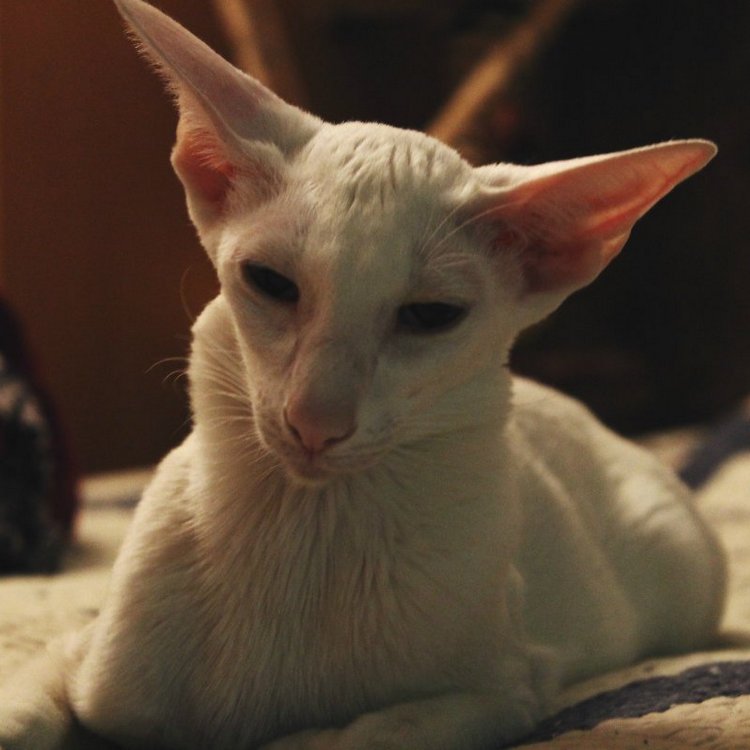 Dolche Evol De Melodica — Авторские работы в частных коллекциях: домашние фото кукол и игрушек