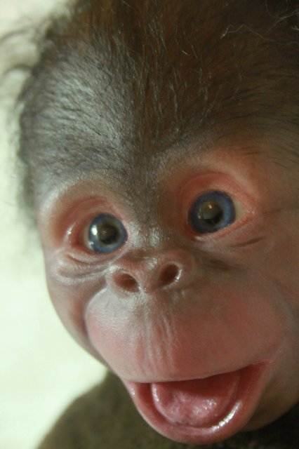 Манюня - обезьянка реборн Элины Кудрявцевой