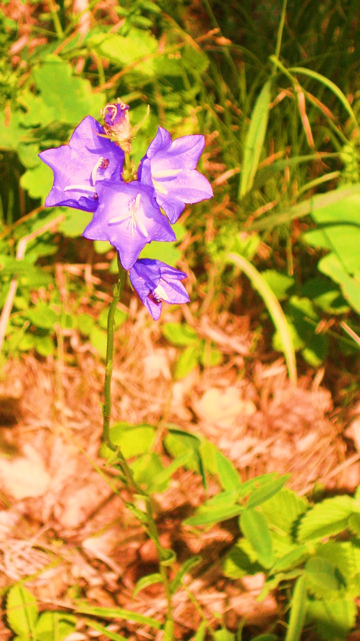 Ах, лето красное! Антикварная кукла Верочка (фото 6)