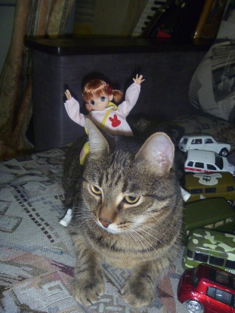 Моего кота не волнуют конкурсы, он просто любит фотографироваться