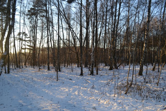 Прогулка по зимнему лесу — Куклы Fairyland (ФэйриЛэнд): BJD (БЖД) (фото 5)