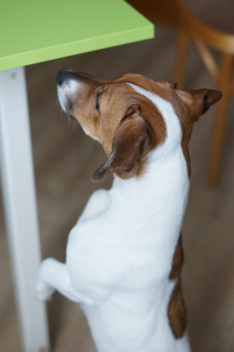 Моя веселая девочка Элоди, Zwergnase