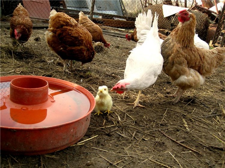 С праздником! Наше жёлторотое пополнение