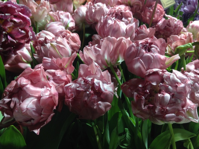 Поздравление с 8 Марта или "Репетиция весны в аптекарском огороде"