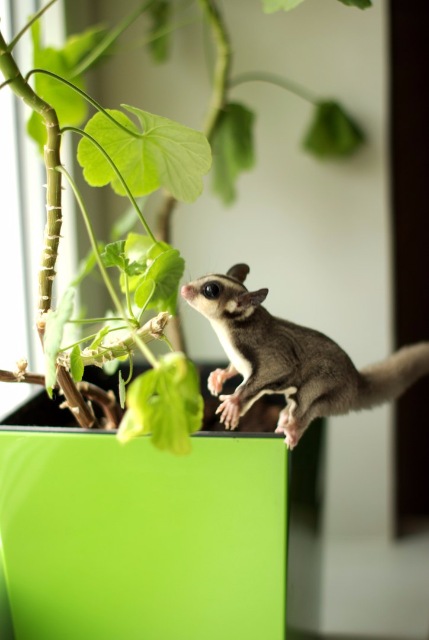 Космос — В мире животных: смешные фото питомцев и зверей (фото 7)