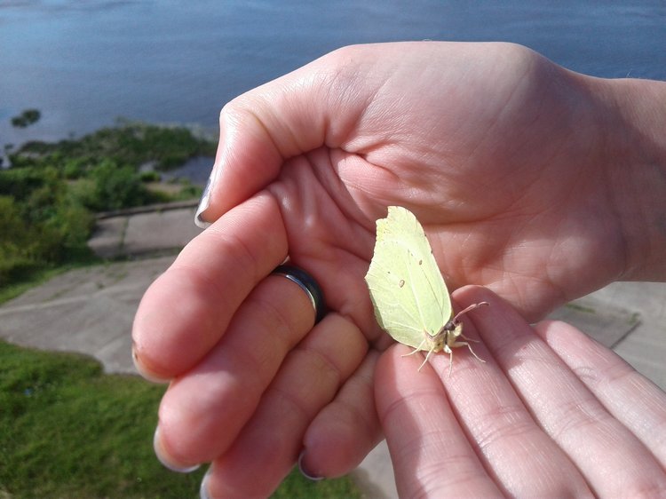 Псков: из лета в лето. Прогулки по городу и куклы