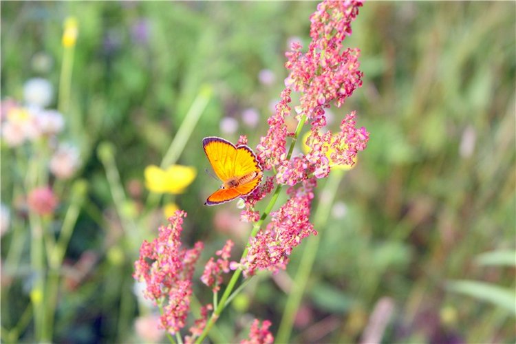 Просто Соня. Уникальные куклы от Сильвии Наттерер | Бэйбики Просто Соня. Уникальные куклы от Сильвии Наттерер