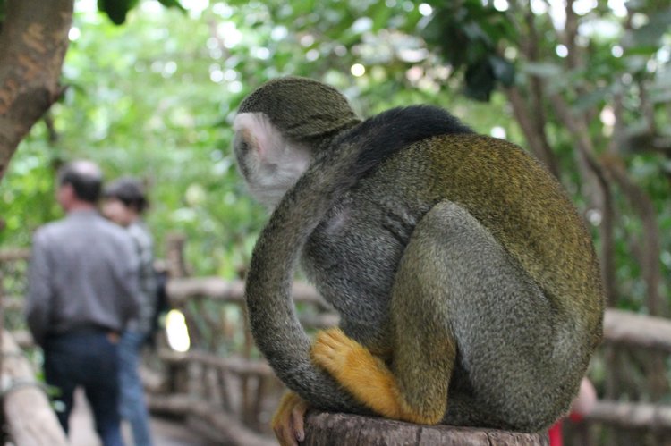 По Германии: зоопарк Лейпцига, часть 2